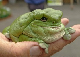 Blorp