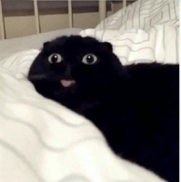 Derp