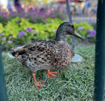 Duck