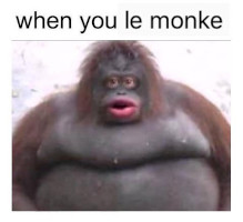Monke