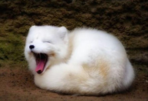 Yawn